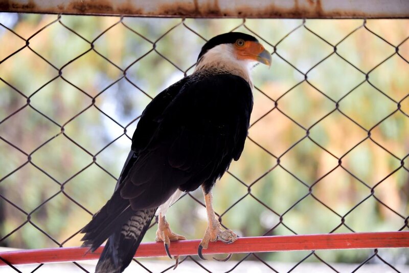 Águila mora enjaulada