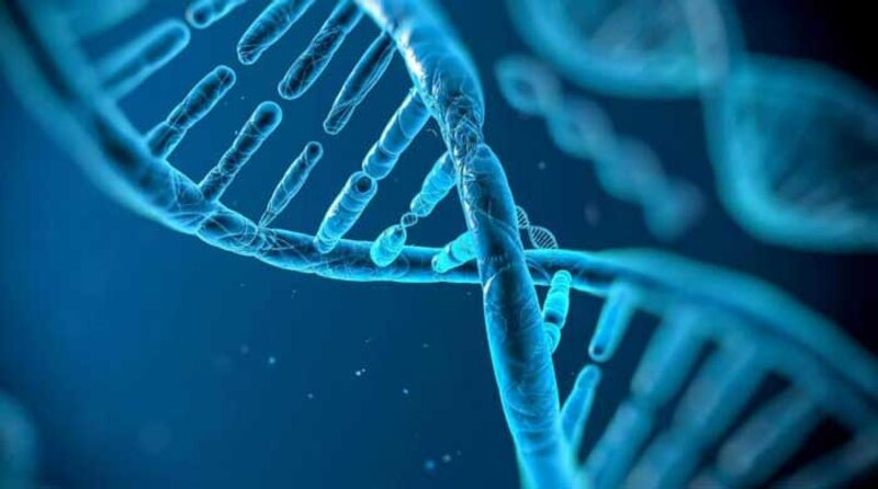 La estructura del ADN