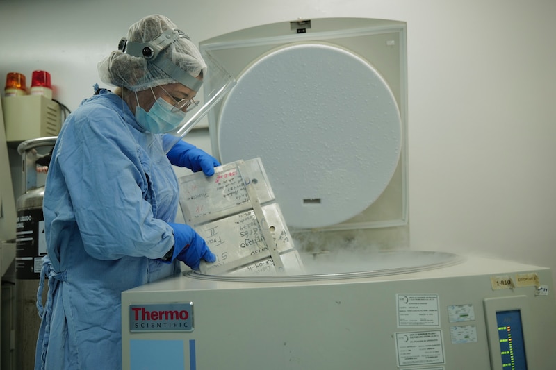 La donación del cordón umbilical permite atender a pacientes oncológicos y con enfermedades hematológicas, con la ventaja que estas células se pueden preservar hasta por 20 años