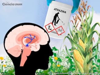 Estudian la relación entre plaguicida atrazina y enfermedades como el Parkinson