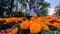 Chapultepec celebrará a la música con ofrendas dedicadas a compositores en Día de Muertos