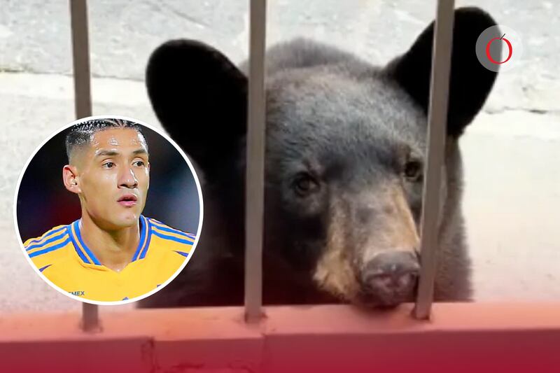 ¡Ni la defensa de Tigres los paró! Osos entran a casa de Uriel Antuna y le “roban” ropa
