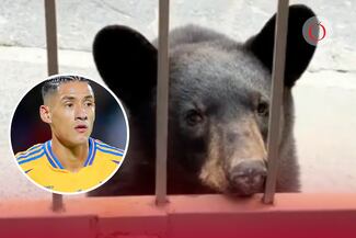 ¡Ni la defensa de Tigres los paró! Osos entran a casa de Uriel Antuna y le “roban” ropa