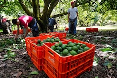 Estados Unidos reanuda parcialmente inspecciones y exportación de aguacate