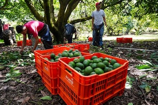 Estados Unidos reanuda parcialmente inspecciones y exportación de aguacate