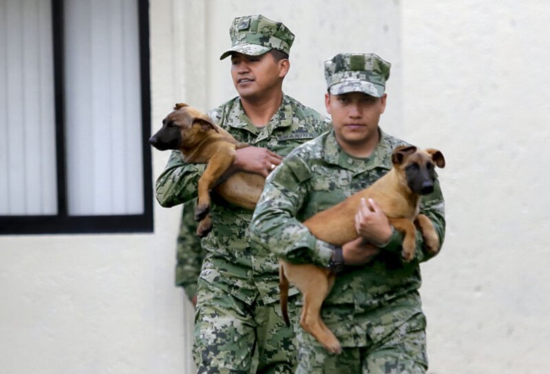 Marinos rescatan a cachorros atrapados en un incendio