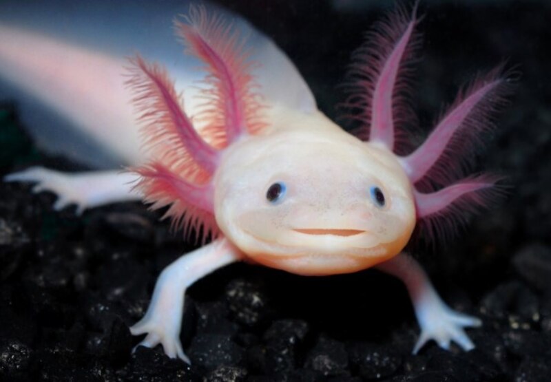 Axolotl, el animal que puede regenerarse