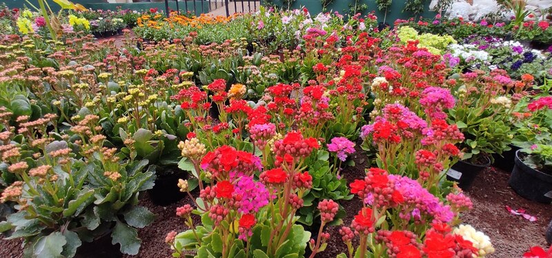 Cultivo de flores en invernadero