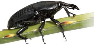 Crean dispositivo que repele al picudo negro, el enemigo de la platanera en el mundo