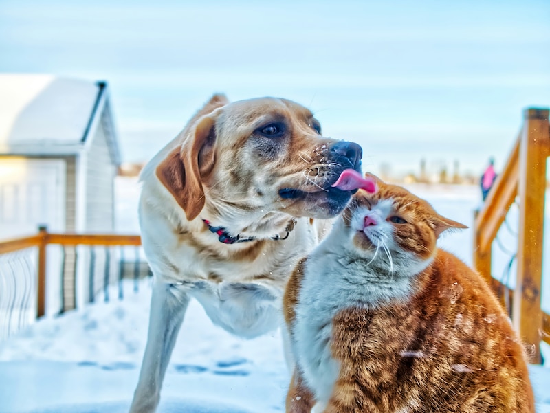 Foto de perro lamiendo a un gato en la nieve.