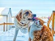 7 regalos que puedes darle a tu perro o gato esta Navidad 