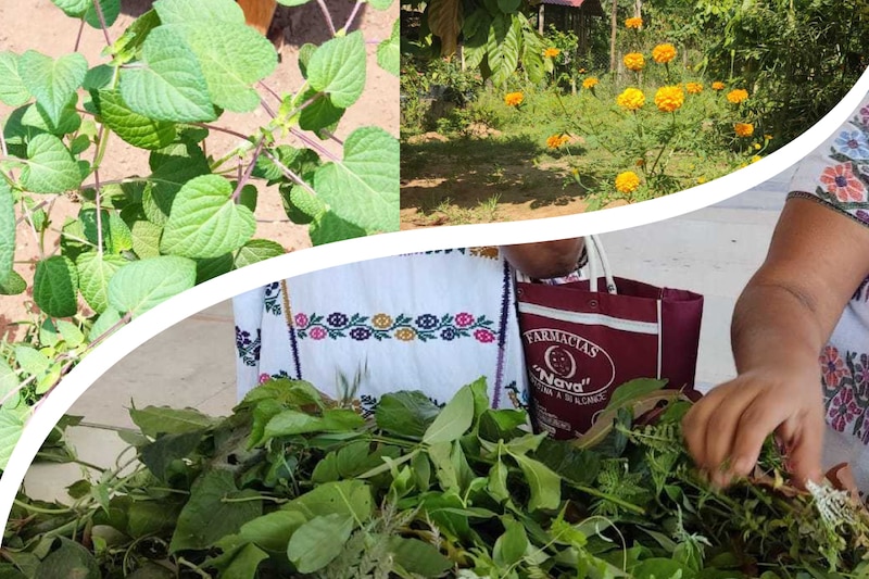 Mujeres indígenas cosechando plantas medicinales en un huerto comunitario