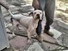 Endurecen sanciones por maltrato animal en el Edomex con multas de hasta 35 mil pesos