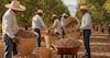China impone aranceles antidumping de 51.6% a la nuez pecana de México    
