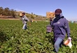 La secretaria de Agricultura de EU dice que los trabajadores “no tendrán amnistía” ante la deportación 