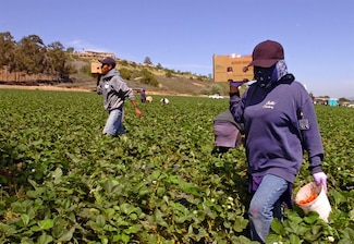La secretaria de Agricultura de EU dice que los trabajadores “no tendrán amnistía” ante la deportación 