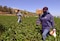 La secretaria de Agricultura de EU dice que los trabajadores “no tendrán amnistía” ante la deportación 