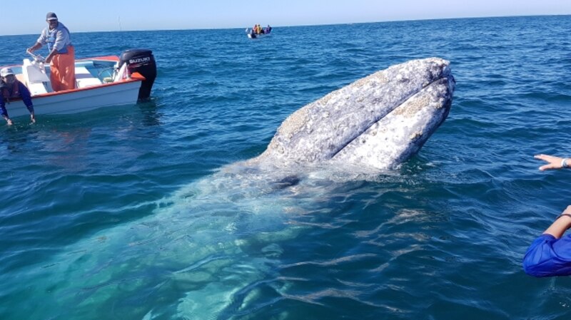 Ballena gris en la Bahía de Magdalena
