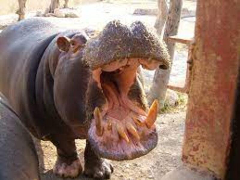 Hipopótamo mostrando sus dientes