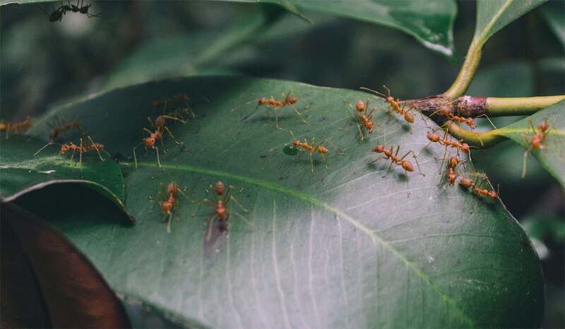 Hormigas en una hoja