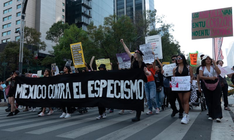 CIUDAD DE MÉXICO, 11NOVIEMBRE2023.- Organizaciones sociales en defensa de los derechos animales y contra el especismo se manifestaron del Ángel de la Independencia al Zócalo capitalino. Con pancartas, personificados como animales y una batucada las y los asistentes expresaron que la solución es el veganismo y que la empatía abarque a todas las especies animales y no sólo a los que son domésticos.