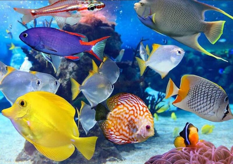 Peces de colores nadando en el agua