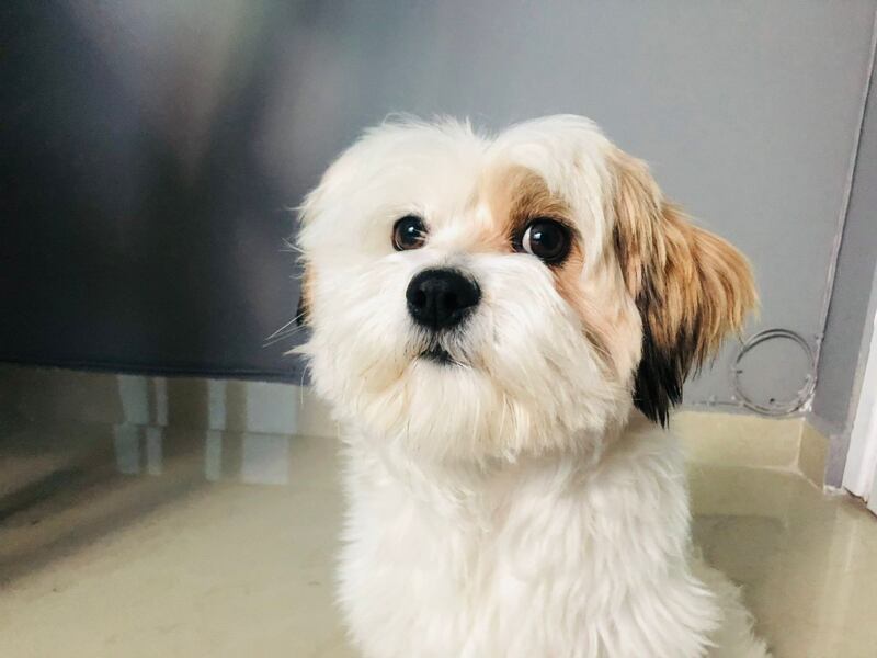 Así puedes crear increíbles fotos navideñas de tu mascota con inteligencia artificial