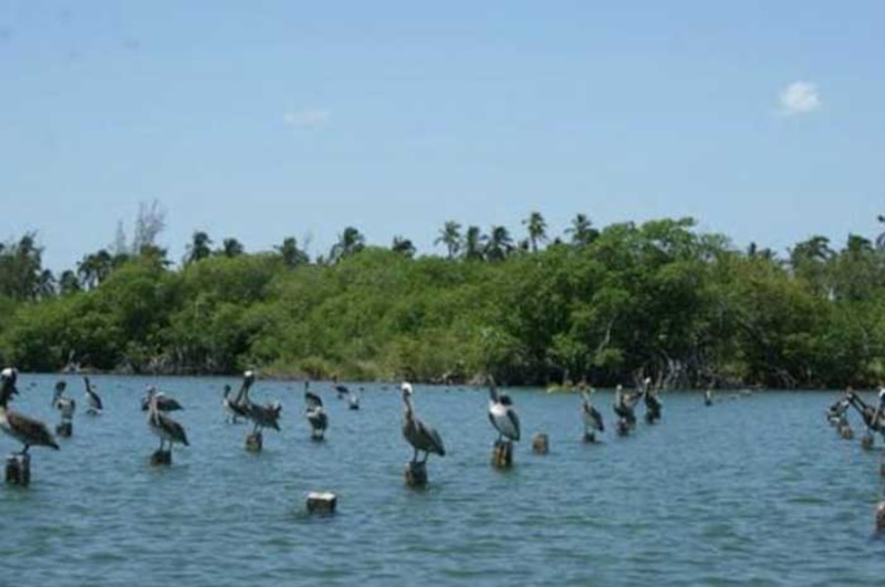 Pelícanos en el manglar