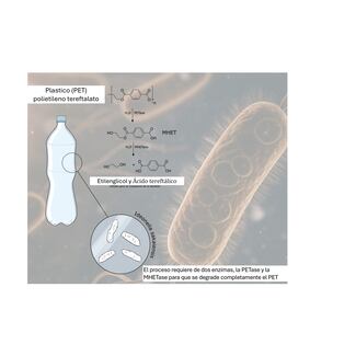Bacterias contra plásticos