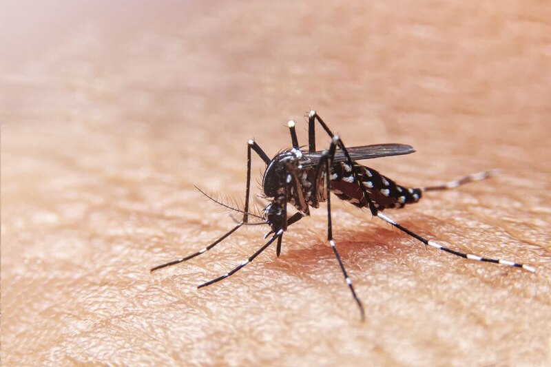 Mosquito Aedes aegypti