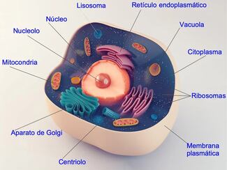La interacción constante entre bacterias, arqueas y virus originó las células eucariotas