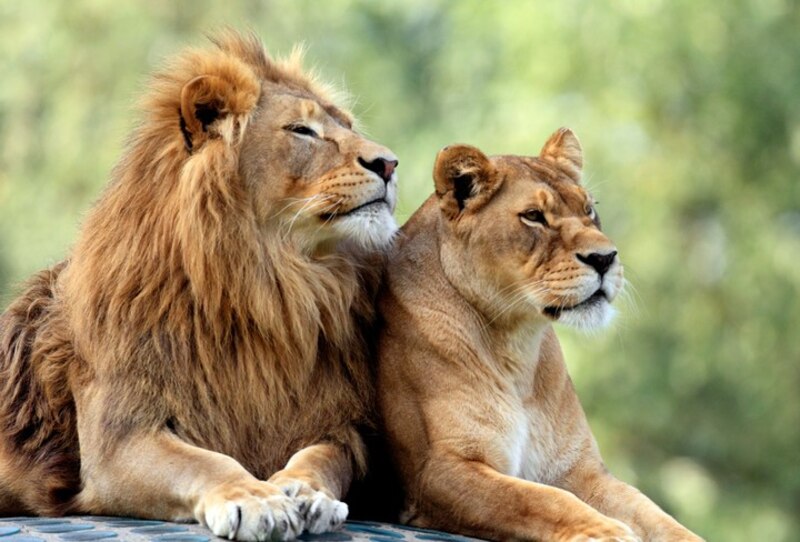 Una pareja de leones descansando