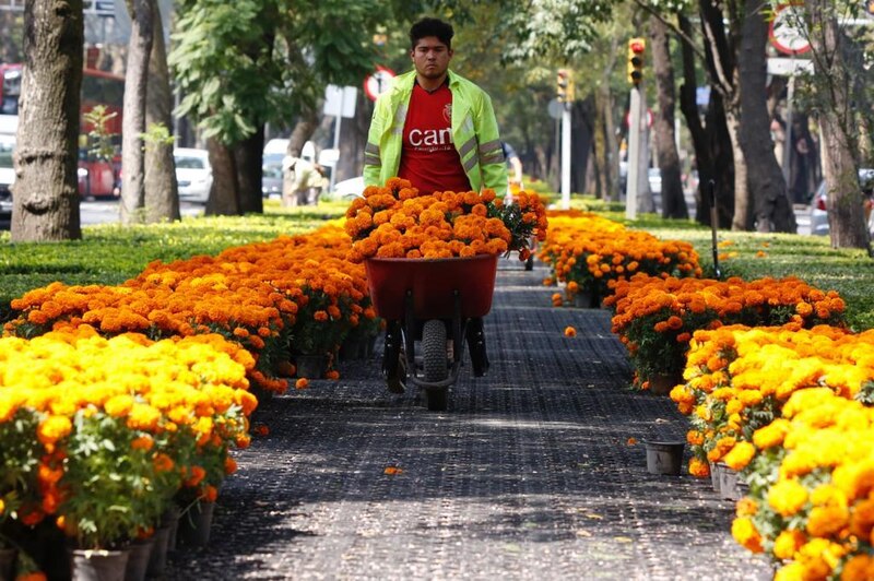 Un hombre empuja una carretilla llena de flores de cempasúchil.