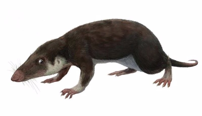 La musaraña elefante, una especie de mamífero insectívoro de la familia Soricidae.