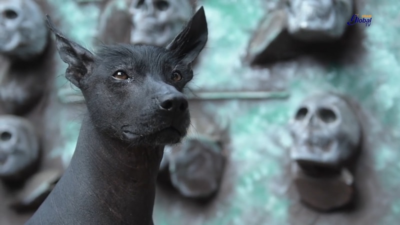 Perro sin pelo mexicano