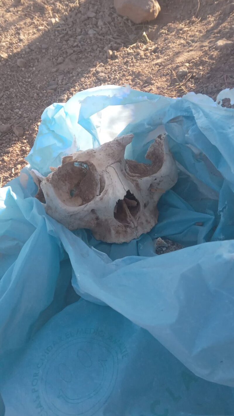 Cráneo humano encontrado en un basurero