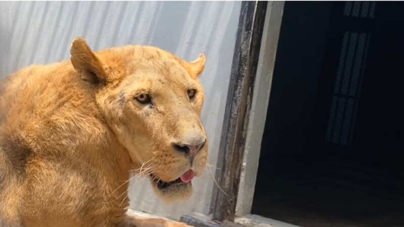 León en cautiverio