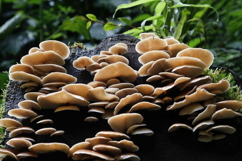 Setas creciendo en un tronco en el bosque