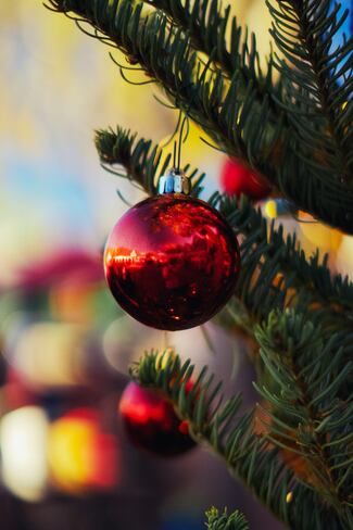 Árboles de Navidad: ¿naturales o artificiales? La sustentabilidad que no queremos ver 