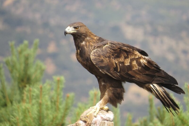 Águila real