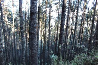 Tlalpan toma cartas en el asunto para mantener la seguridad en el Ajusco