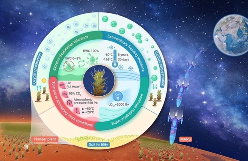Plantas pioneras para la producción de oxígeno en Marte