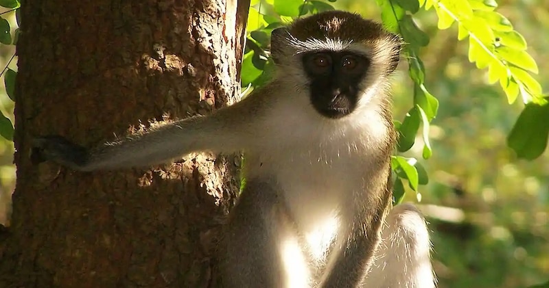 Mono verde en un árbol