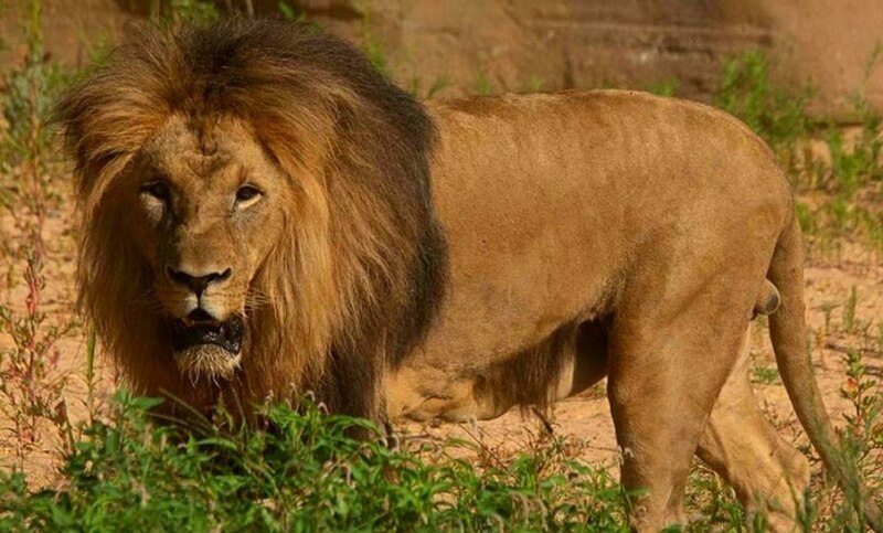 León macho en la sabana
