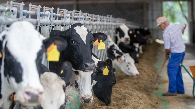 Granjero alimentando a sus vacas en el establo