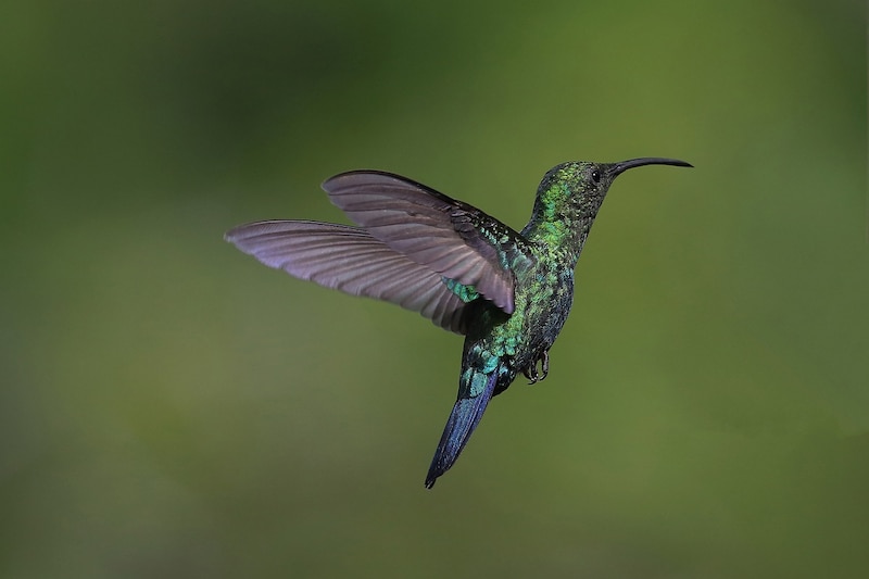 Colibrí volando