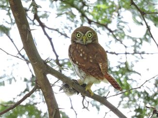 Estudio revela cómo los humanos “alteran la diversidad de aves” en los bosques secos tropicales de Ecuador