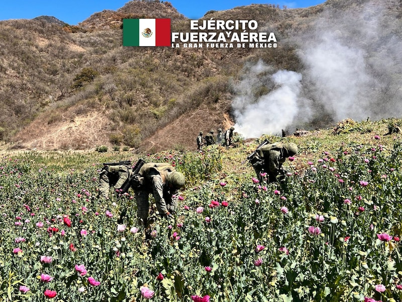 Soldados mexicanos destruyen plantíos de amapola