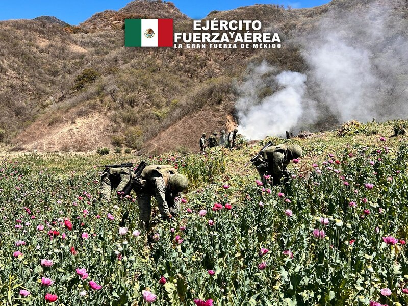Soldados mexicanos destruyen plantíos de amapola