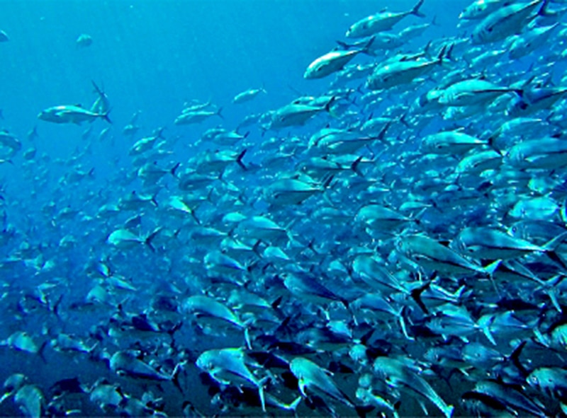 Un banco de peces